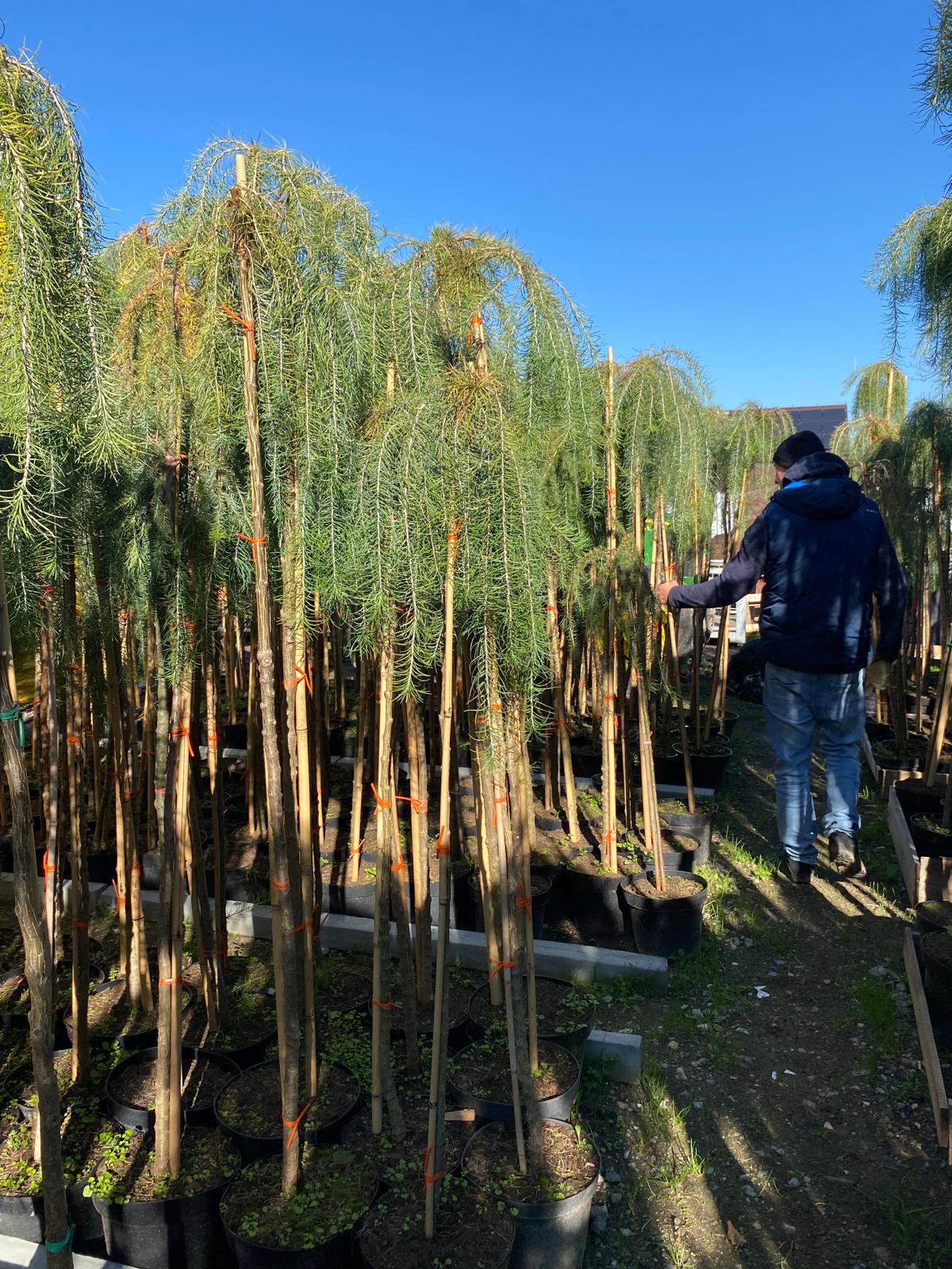 Лиственница кемпфера Стиф Випер штамб 140